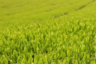 おいしいお茶と秘境スポットが堪能できる大川の魅力とは?