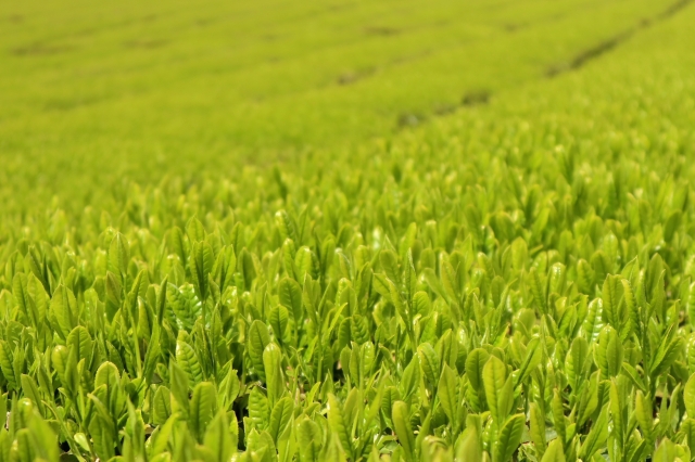 おいしいお茶と秘境スポットが堪能できる大川の魅力とは？