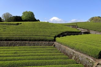 静岡で堪能できるおすすめのアートスポット3選