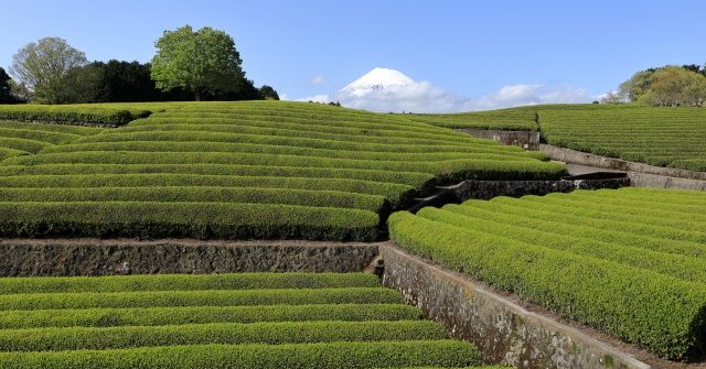 静岡で堪能できるおすすめのアートスポット３選