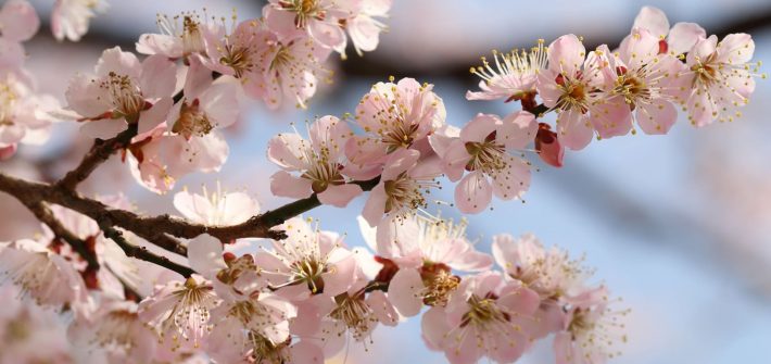 静岡で見つける春の魅力！洞慶院での梅まつり